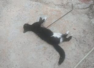 Σκότωσε τη γάτα με σούβλα σε αυλή σπιτιού στο Ζεφύρι της Αττικής