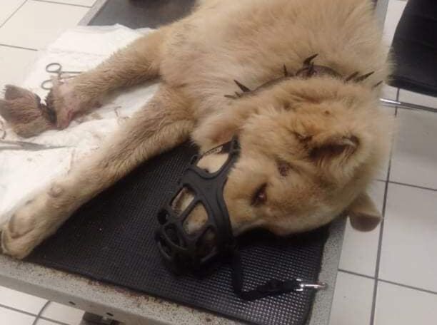 Συνελήφθη άνδρας που πυροβόλησε σκύλο στο Αγιονόρι Κορινθίας