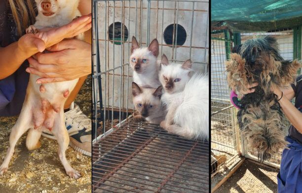 Κατάφεραν να σώσουν 17 σκυλιά και γάτες που γυναίκα βασάνιζε σε παράνομο εκτροφείο στον Ασπρόπυργο Αττικής