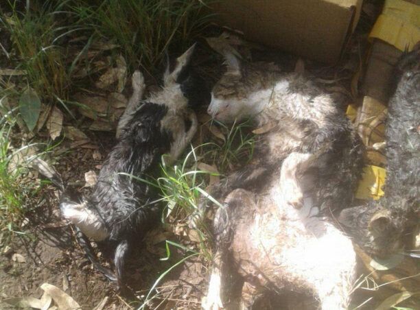 Αχαΐα: 8 γάτες νεκρές στην Πάτρα στο άλσος πλαζ Ε.Ο.Τ. - Τρεις δολοφονημένες με αμβλύ αντικείμενο (βίντεο)