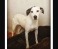 Χάθηκε θηλυκός μικρόσωμος σκύλος χωρίς ουρά στη Νέα Σμύρνη Αττικής