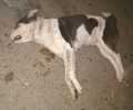 Ακόμα ένας σκύλος δολοφονημένος με φόλα στην Έδεσσα Πέλλας