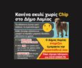 Δωρεάν στείρωση οικόσιτων σκυλιών για ευπαθείς κοινωνικές ομάδες και άλλες δράσεις για τ’ αδέσποτα από τον Δήμο Λαμιέων