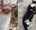 Ευπάλιο Φωκίδας: Μέσα σε 15 μέρες 10 γάτες δολοφονημένες με φόλες