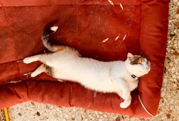 Βρέθηκε - Χάθηκε η τυφλή γάτα της Ι.Μ. Γκέρτσου στο Χαλάνδρι – Έκκληση για βοήθεια