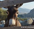 Υποχρεωτική η καταγραφή και σήμανση των ιπποειδών στην Ελλάδα – Νόμος του κράτους ο Κοινοτικός Κανονισμός