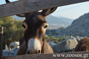 Λοιμώδης Αναιμία Ιπποειδών, μια ανίατη ασθένεια που αφήνει αδιάφορο το ελληνικό κράτος