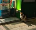 Υιοθέτησε τον γάτο που περίμενε καρτερικά έξω από το «ΟΚ» στο Κολωνάκι