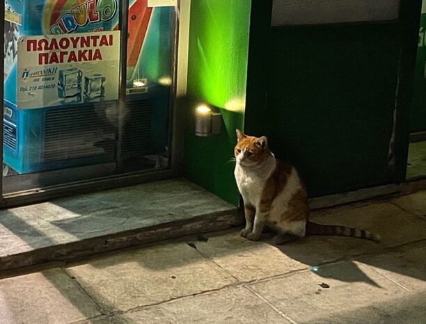 Υιοθέτησε τον γάτο που περίμενε καρτερικά έξω από το «ΟΚ» στο Κολωνάκι