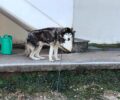 Κάτω Νεοχωρόπουλο Ιωαννίνων: Δάσκαλος βασάνιζε τον σκύλο του και οι γείτονες του τον κάλυπταν (βίντεο)