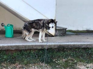 Κάτω Νεοχωρόπουλο Ιωαννίνων: Δάσκαλος βασάνιζε τον σκύλο του και οι γείτονες του τον κάλυπταν (βίντεο)
