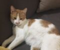Βρέθηκε αρσενική στειρωμένη γάτα με περιλαίμιο και κουδουνάκι στου Γκύζη στην Αθήνα