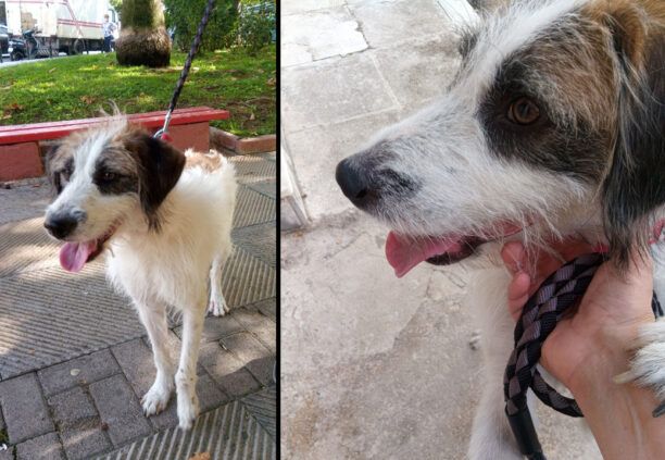 Βρέθηκε σκύλος αρσενικό ημίαιμο Γκριφόν στο Περιστέρι Αττικής