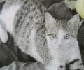 Χάθηκε αρσενική στειρωμένη γάτα στο Χαλάνδρι Αττικής