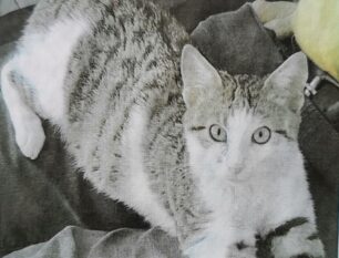 Χάθηκε αρσενική στειρωμένη γάτα στο Χαλάνδρι Αττικής