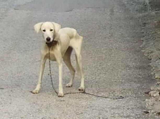Έσωσαν σκελετωμένο σκύλο που περιφερόταν με κομμένο λαιμό στο Χορτερό Σερρών