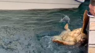 Ιθάκη: Έσωσαν θαλάσσια χελώνα που παγιδεύτηκε σε σχοινιά και πετονιές αλλά με λάθος τρόπο (βίντεο)