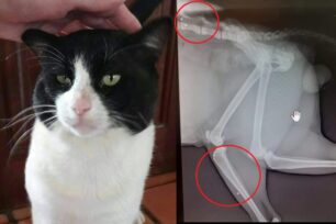 Κεφαλλονιά: Πέθανε γάτα που βρέθηκε χτυπημένη με κλωτσιές και πυροβολημένη (βίντεο)