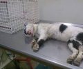 Καταδικάστηκε γυναίκα (αστυνομικού) που δηλητηρίασε 3 γάτες με φόλες στην Κερασιά Θεσσαλονίκης