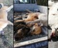 Πολλά σκυλιά και γάτες δολοφονημένα με φόλες σε περιοχές του Κιλκίς