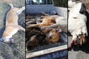Πολλά σκυλιά και γάτες δολοφονημένα με φόλες σε περιοχές του Κιλκίς