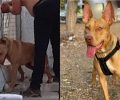 Κρήτη: 11-12-2020 η δίκη του άνδρα που βασάνισε άγρια τον σκύλο του στα Κουνουπιδιανά Χανίων (βίντεο)