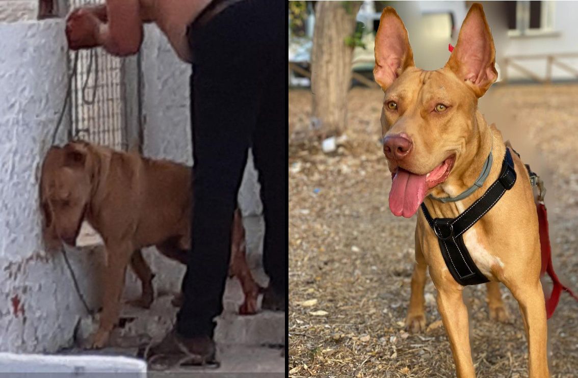 Κρήτη: 20-9-2023 η δίκη άνδρα που βασάνισε άγρια τον σκύλο του στα Κουνουπιδιανά Χανίων (βίντεο)