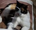 Χάθηκε τρίχρωμη θηλυκή γάτα στο Μεταξουργείο στην Αθήνα
