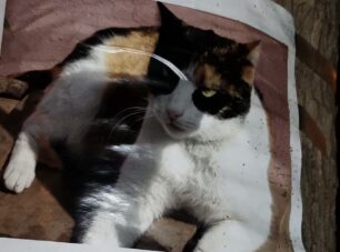 Χάθηκε τρίχρωμη θηλυκή γάτα στο Μεταξουργείο στην Αθήνα