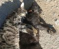 Μελισσοχώρι Θεσσαλονίκης: Μετά τις απειλές πολλές γάτες δολοφονημένες με φόλες – δηλητηριασμένα ψάρια