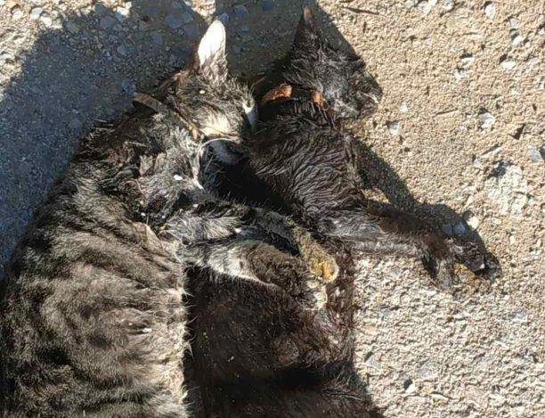 Μελισσοχώρι Θεσσαλονίκης: Μετά τις απειλές πολλές γάτες δολοφονημένες με φόλες – δηλητηριασμένα ψάρια