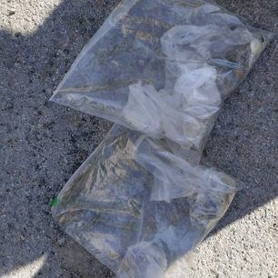 Μελισσοχώρι Θεσσαλονίκης: Μετά τις απειλές πολλές γάτες δολοφονημένες με φόλες – δηλητηριασμένα ψάρια 2 MelissoxoriThessalonikisGatesFoles2 10 2020 2