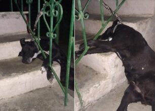 Μόδεστος Λάρισας: Πνίγηκε σκύλος που ο ιδιοκτήτης του έδεσε σε κάγκελο σπιτιού