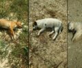 Πολλά σκυλιά δολοφονημένα με φόλες στο Ναύπλιο Αργολίδας