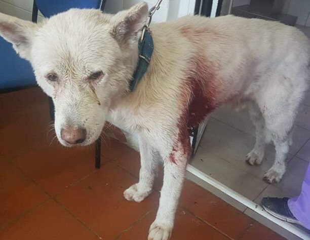 Συνελήφθησαν δύο άνδρες που μαχαίρωσαν και βασάνισαν σκύλο στη Νίκαια Αττικής
