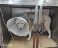 Αύριο η δίκη των ανδρών που μαχαίρωσαν και βασάνισαν σκύλο στη Νίκαια Αττικής (βίντεο)