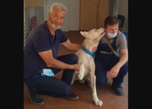 Επέστρεψε στον κηδεμόνα του ο σκύλος που γλύτωσε από το μαχαίρωμα στη Νίκαια Αττικής (βίντεο)