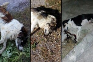 Πιερία: Γάτες και σκυλιά δολοφονημένα με φόλες σε Ανδρομάχη, Σβορώνο, Περίσταση
