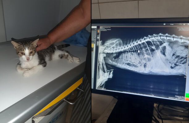 Πρέβεζα: Γάτα πέθανε αφού πυροβολήθηκε με αεροβόλο και πολλές εξαφανίστηκαν