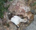 Μεταφέρθηκε σε κτηνιατρείο σοβαρά τραυματισμένη γάτα που βρέθηκε σε ρέμα στα Άνω Λιόσια Αττικής (βίντεο)
