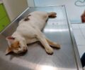 Πέθανε η πυροβολημένη με αεροβόλο γάτα που την έβλεπαν να κείτεται στα Άνω Λιόσια Αττικής (βίντεο)