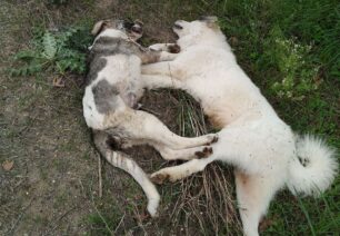 Ρεγγίνι Φθιώτιδας: Δύο σκυλιά δολοφονημένα με φόλες