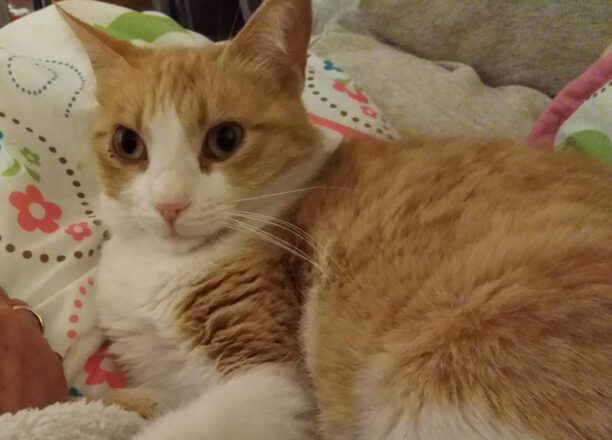 Βρέθηκε - Χάθηκε θηλυκή λευκόξανθη γάτα στη Νέα Ιωνία Αττικής