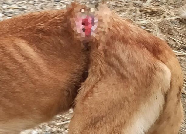 Ροδίτης Ροδόπης: Βρήκε τον σκύλο να υποφέρει από συρμάτινη θηλιά