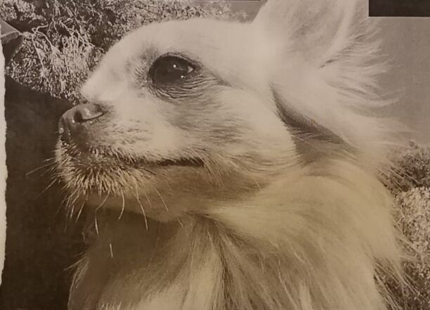 Χάθηκε σκύλος αρσενικό Τσιουάουα στο Μεταξουργείο στην Αθήνα