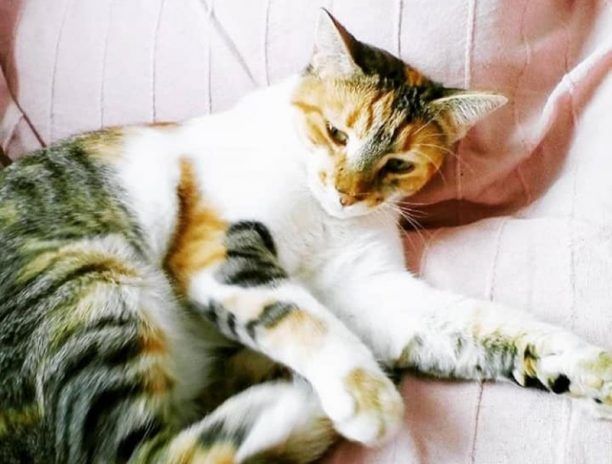 Χάθηκε θηλυκή στειρωμένη γάτα στον Χολαργό Αττικής