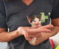 Οι κτηνίατροι «Vets in Action» στείρωσαν 246 αδέσποτα γατιά στη Σέριφο