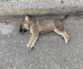 Τουλάχιστον τέσσερα σκυλιά δολοφονημένα με φόλες στην Υπέρεια Λάρισας