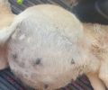 Εγκληματική αμέλεια ή σκόπιμη αδιαφορία από τον Δήμο Κατερίνης για το δράμα του αδέσποτου σκύλου (βίντεο)