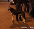 Σύντομη βόλτα με τον σκύλο μας κοντά στο σπίτι μετά τις 21:00 από την Παρασκευή 13/11 (βίντεο)